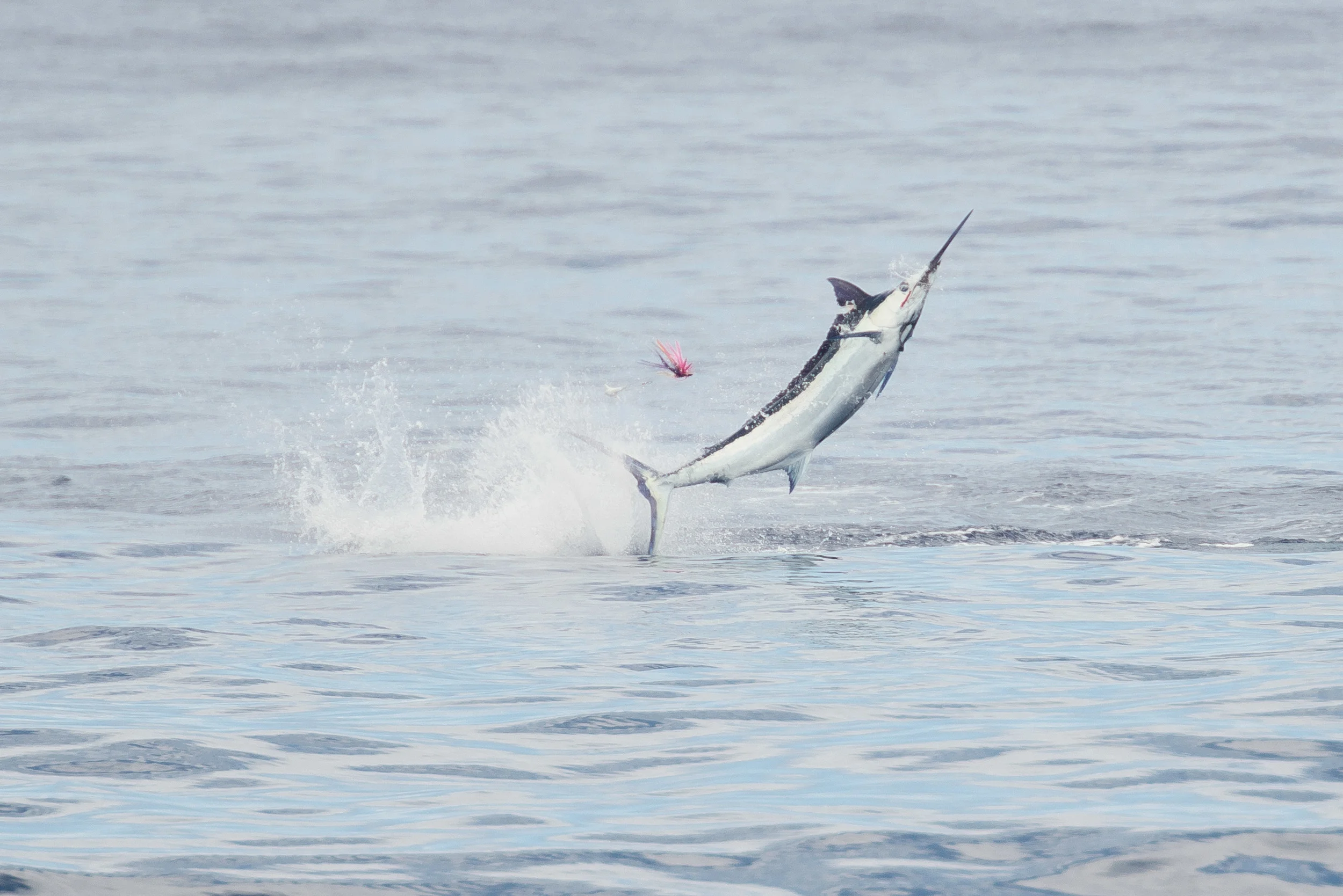 Mru Billfish Release - Day4-13.jpg
