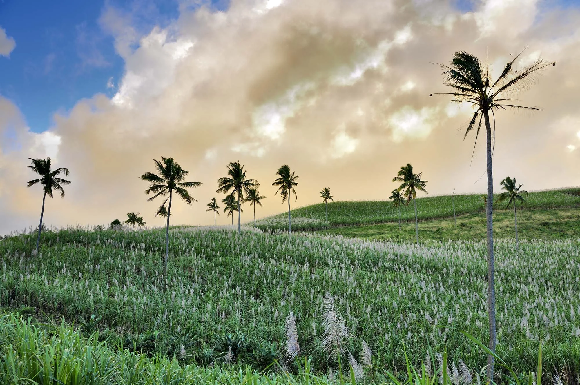 Sugar cane field with coconut tree.jpg