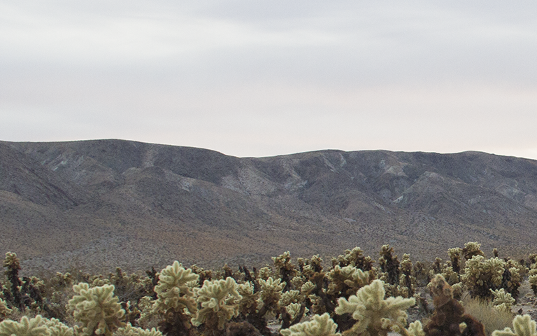 jtree_cactus_web.png