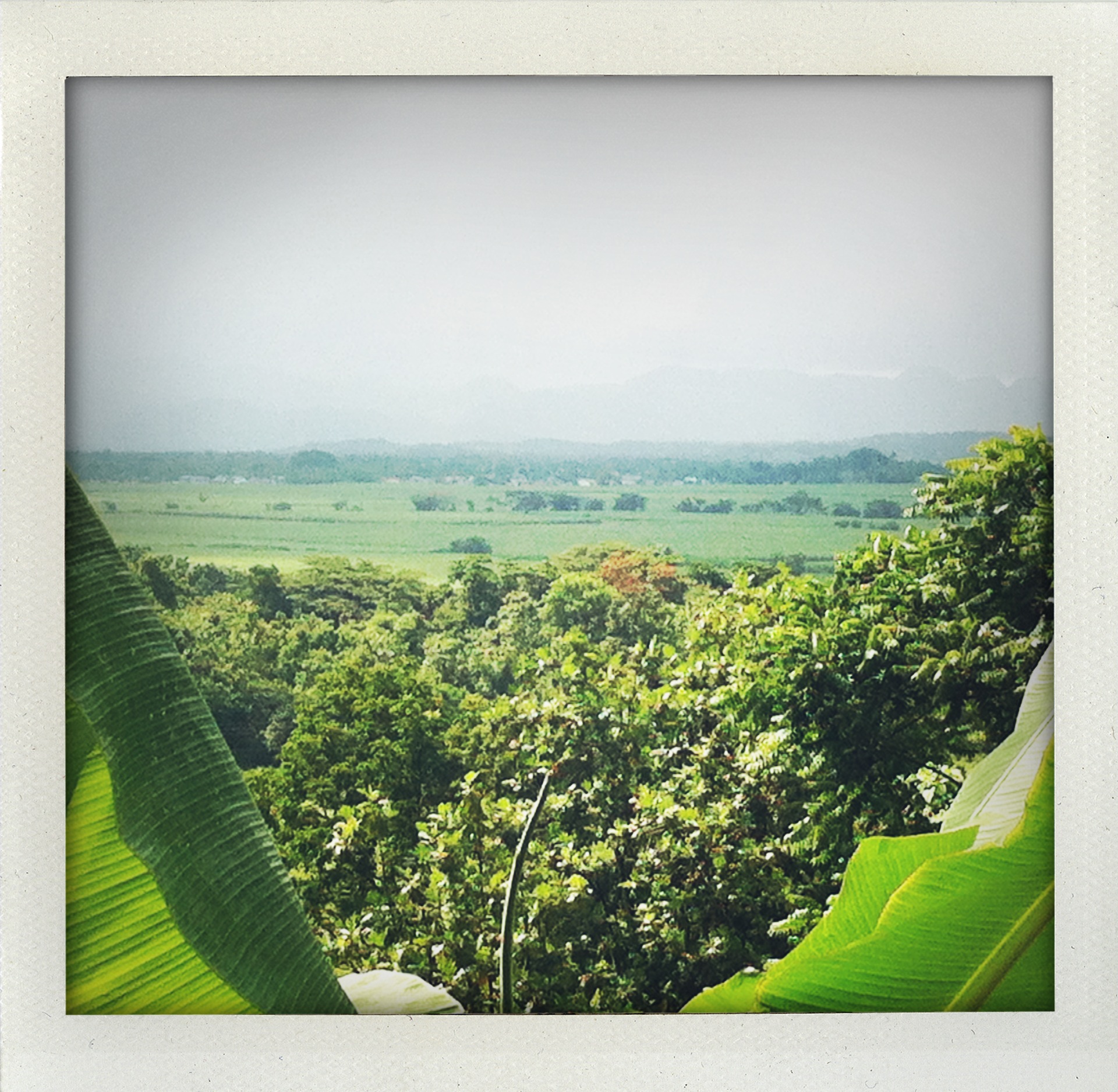 Untitled (Landscape)