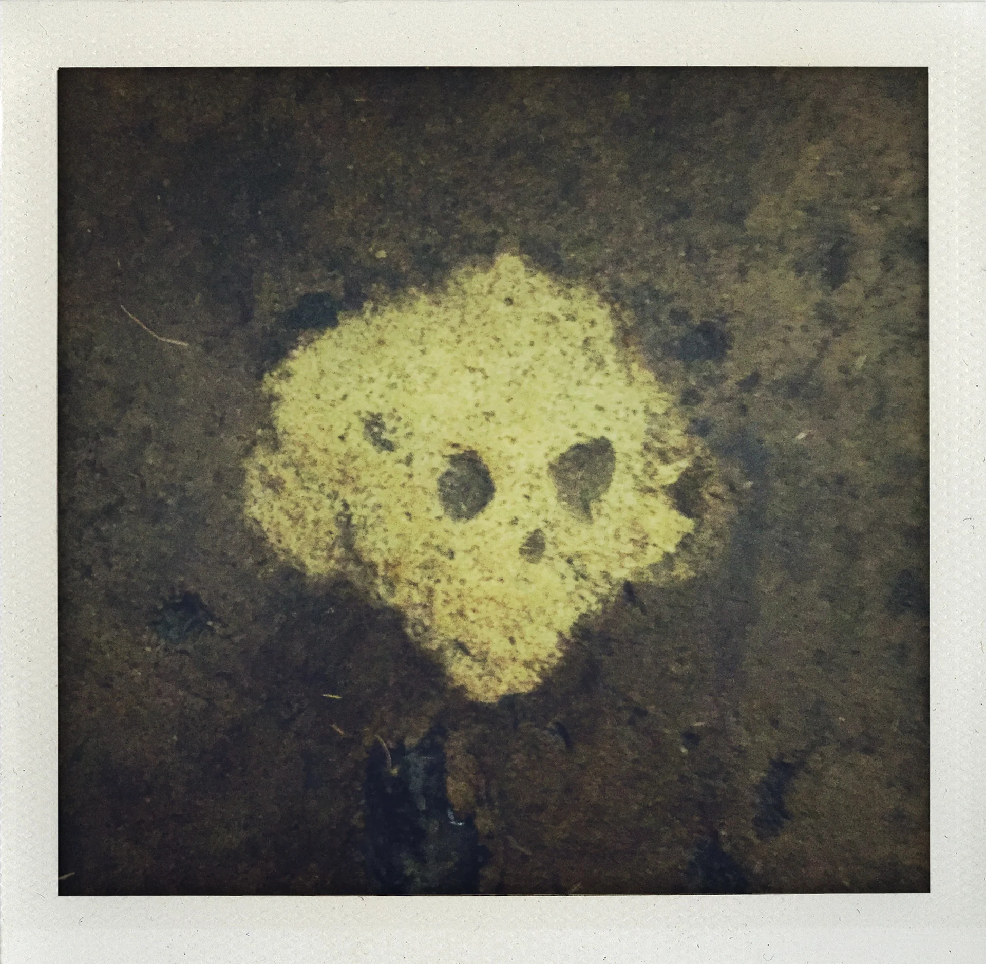 Untitled (Skull)