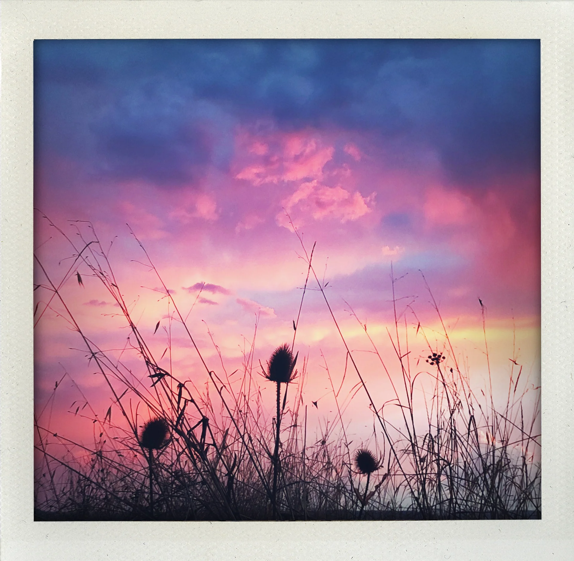 The Scent of a Lavender Sky