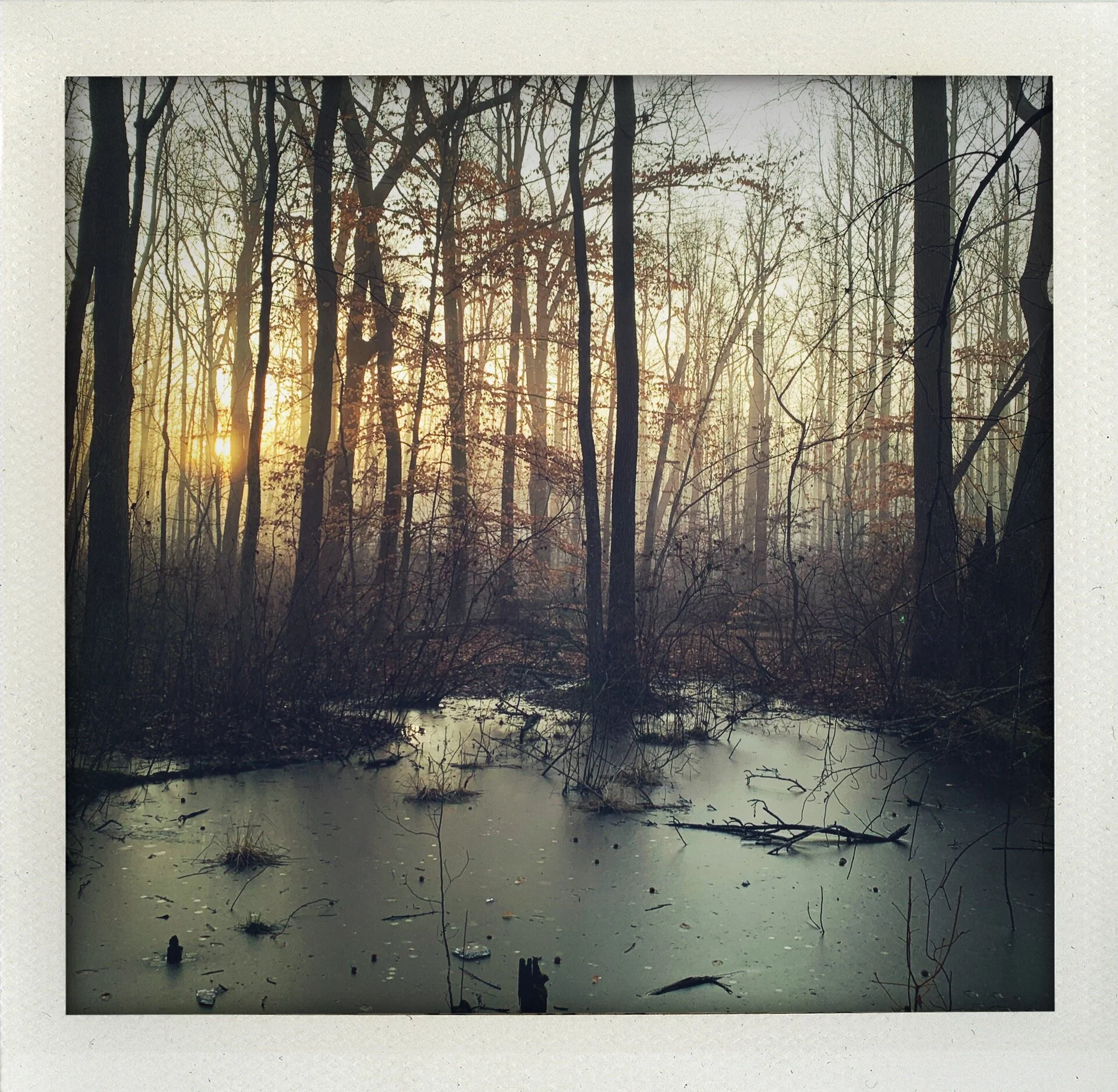 Great Swamp Pt. 1 (Dawn)