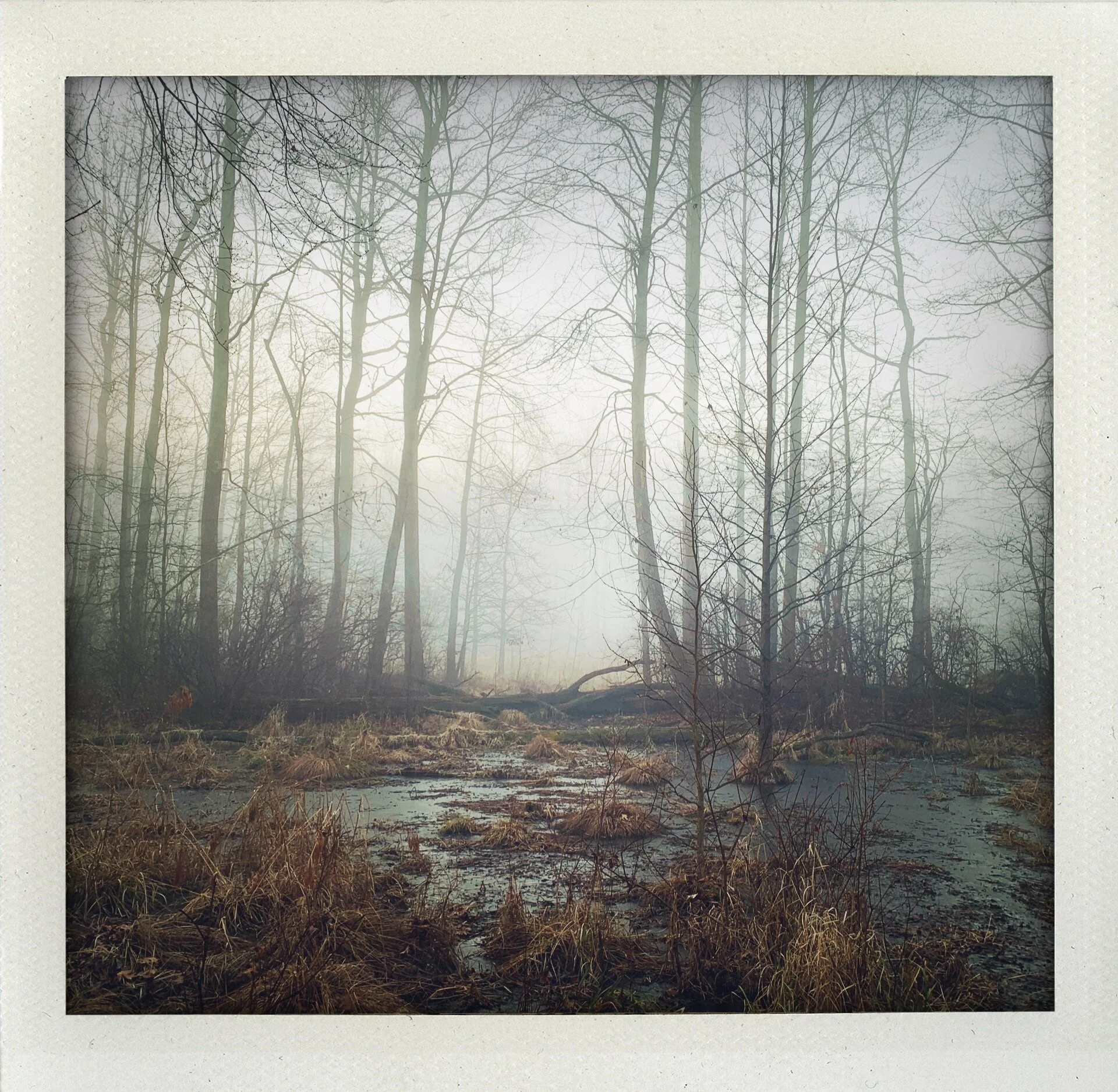 Great Swamp Pt. 2 (Into the Mist)