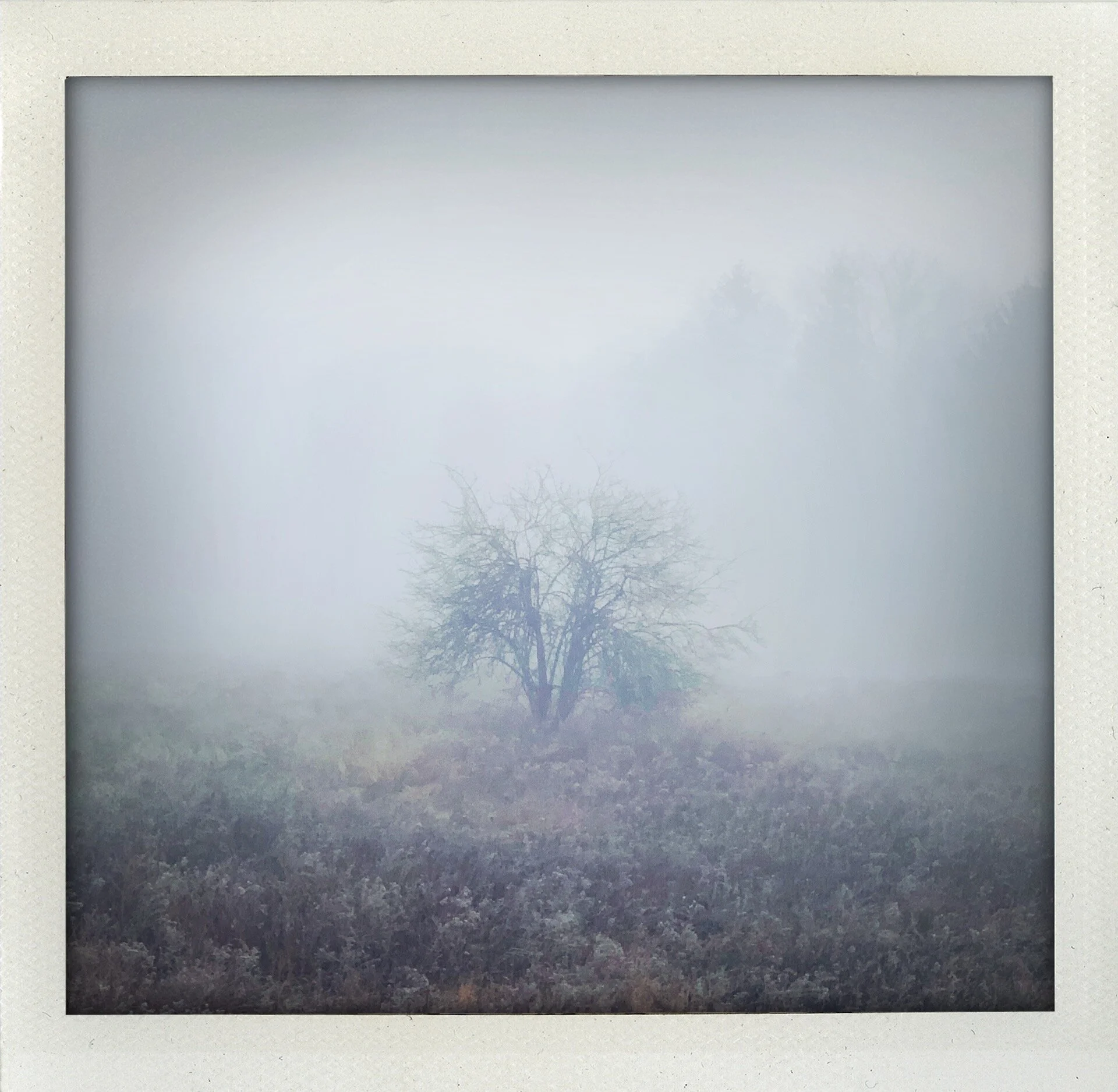 Great Swamp Pt. 3 (Solitude)