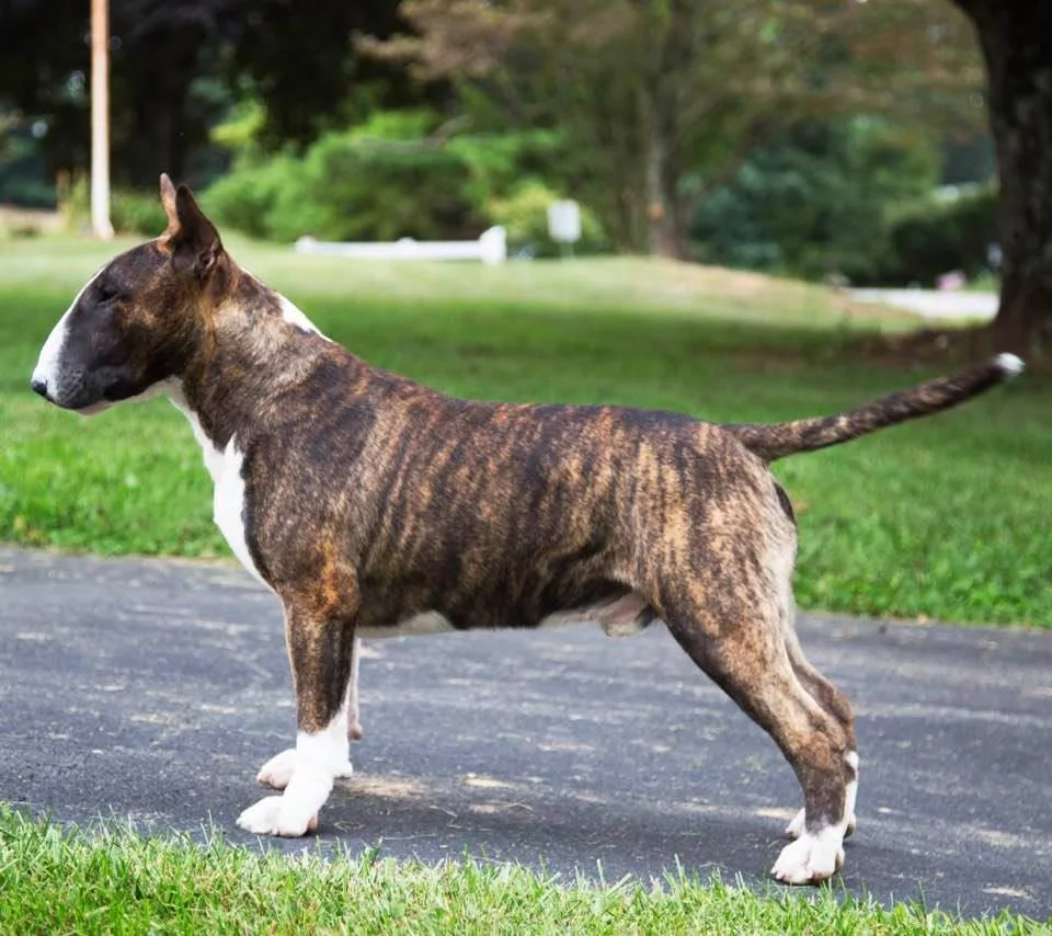 delicious bull terriers