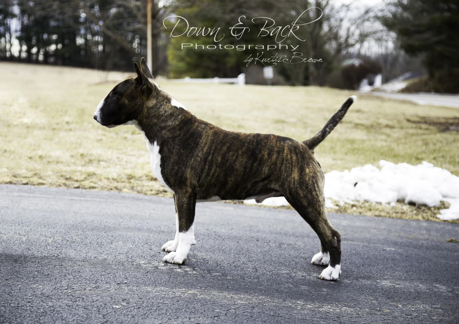 delicious bull terriers
