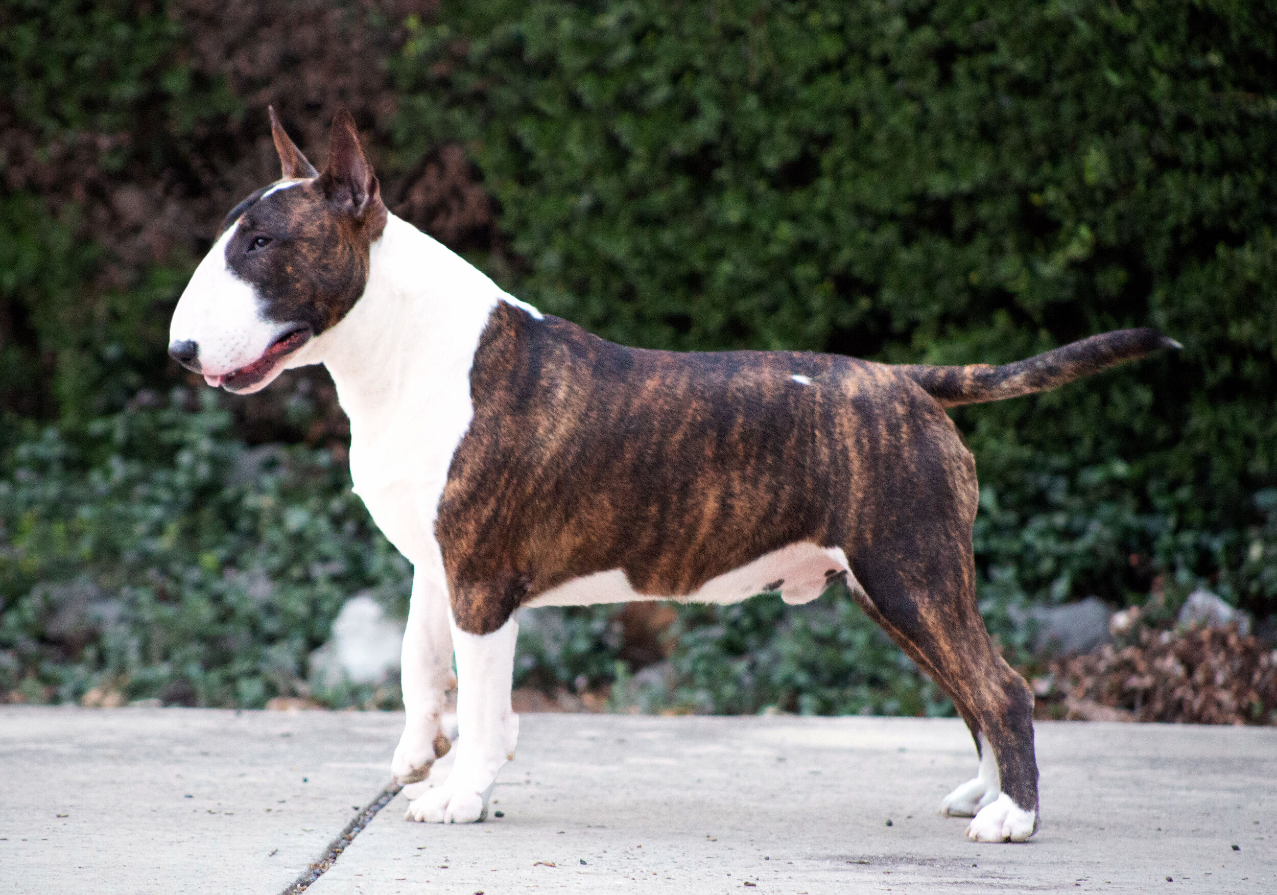 average life expectancy guinea pig