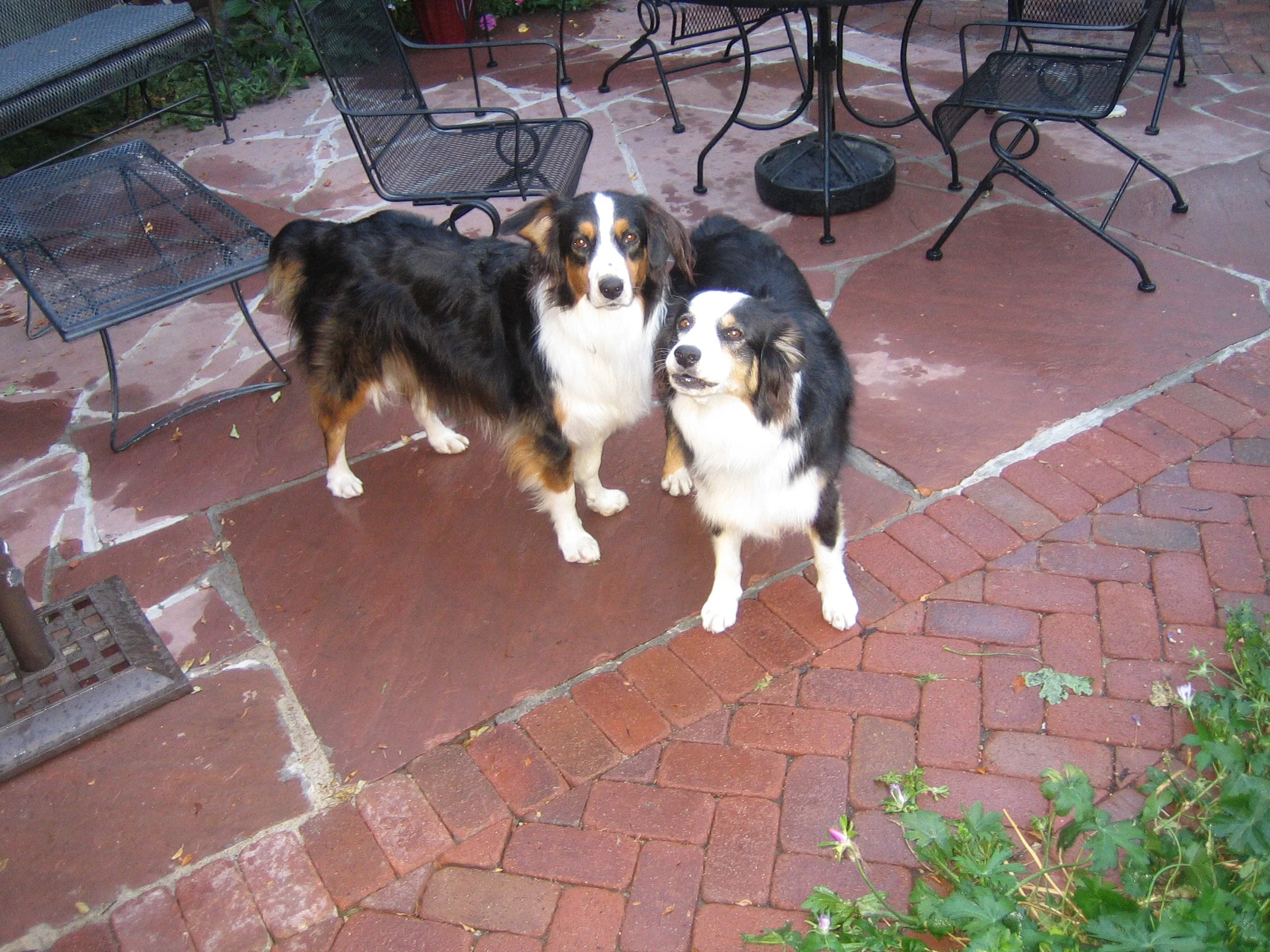 My garden companions