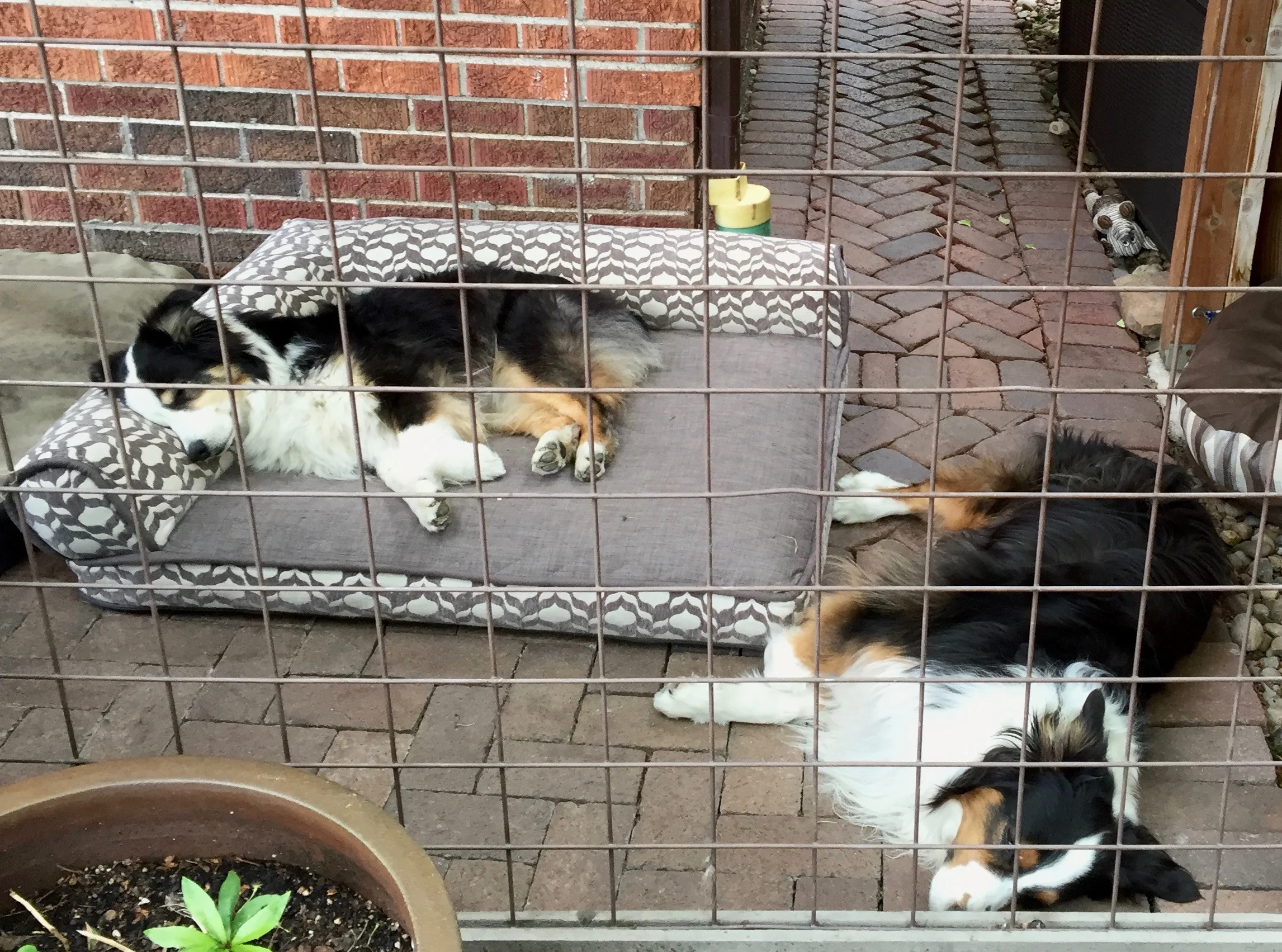 Worn out Aussies!