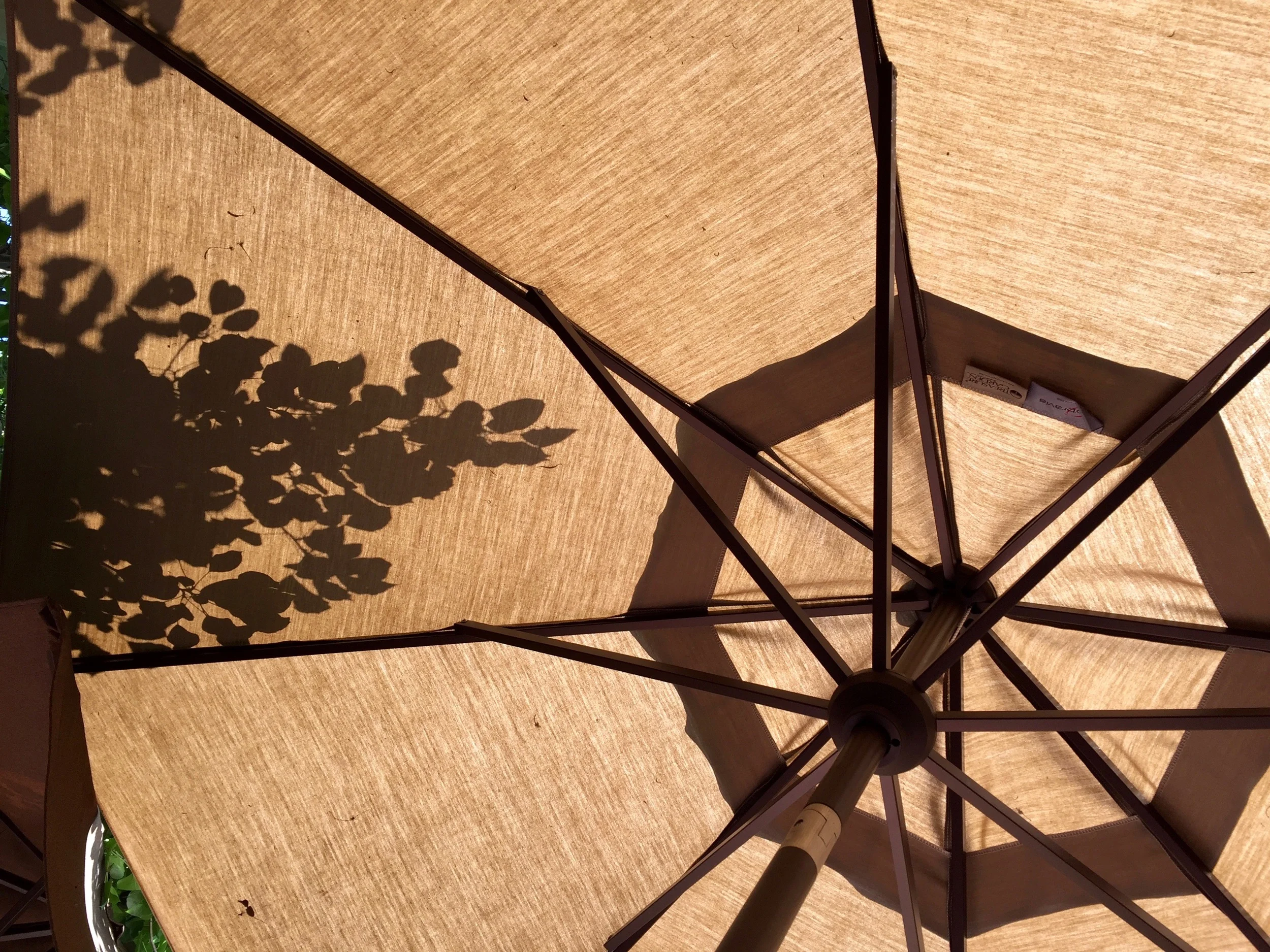 Under the Canopy