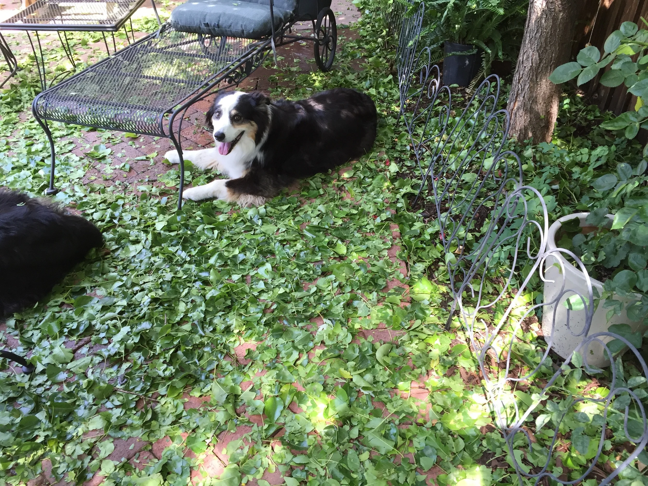 Sadie in a leaf bed