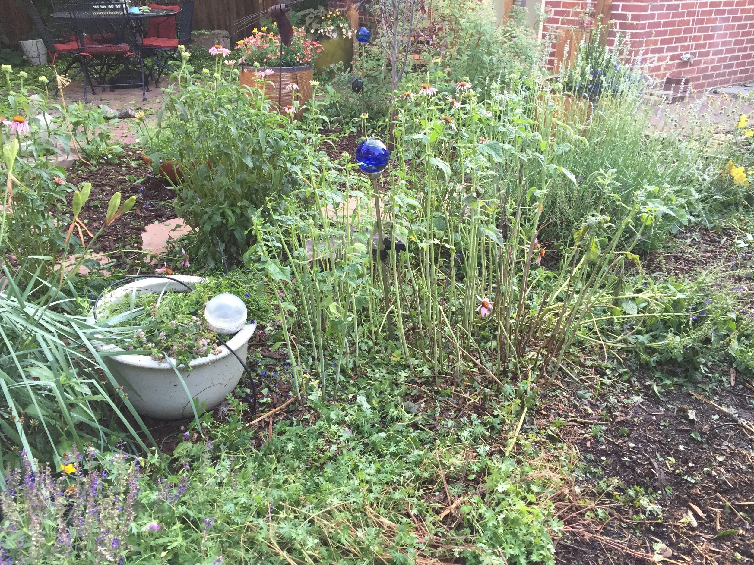 Naked bee balm, now in naked bloom