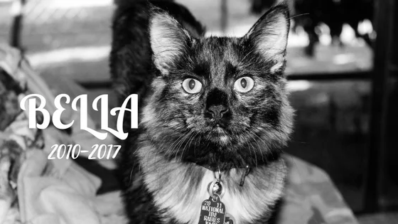Bella 2011-2017.jpg