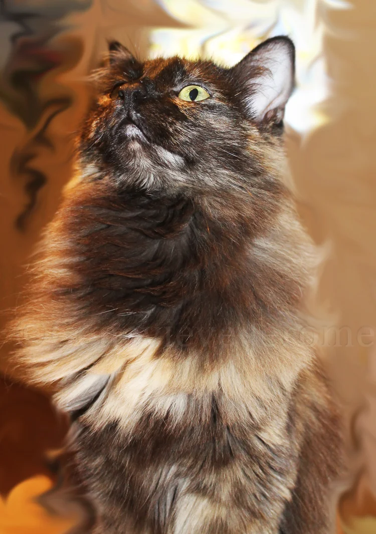 CopyrightGenevieveJeromePhotography--2.jpg