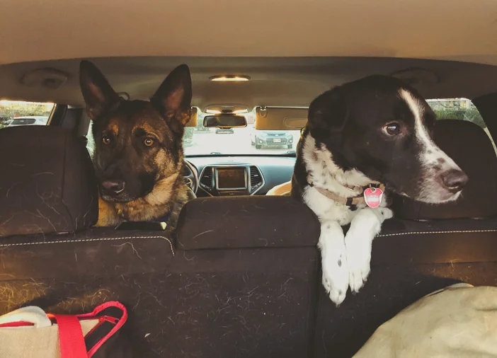 How To Travel With Dogs -9616.jpg