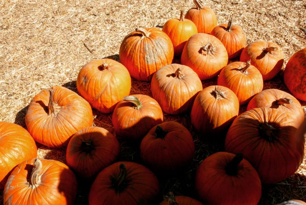 So many pumpkins to choose from...