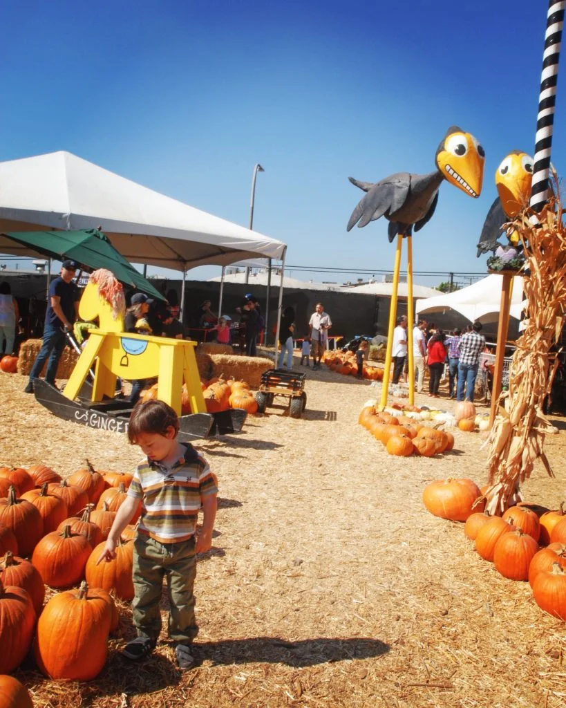 After lunch and activities we selected our pumpkins and headed home for some carving and cooking!