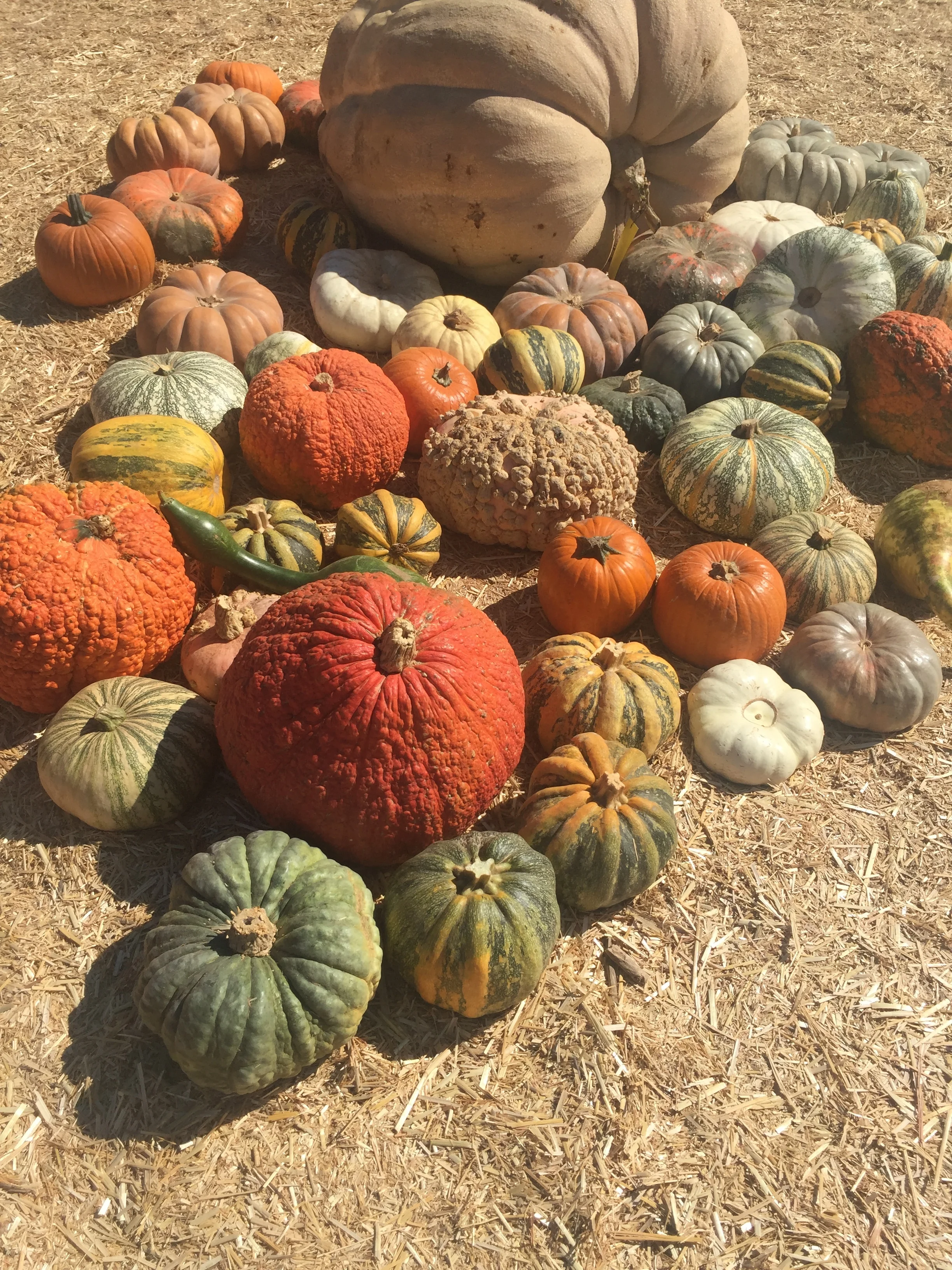 FALL FESTIVITIES