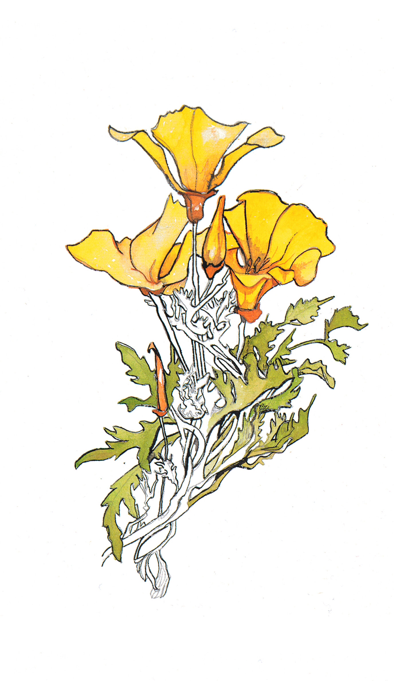 GoldenPoppy.jpg