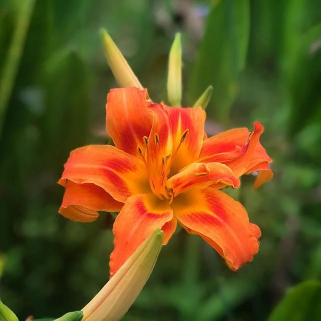 Don&rsquo;t worry. Be anxious about nothing. Look at the lilies, they don&rsquo;t. Look how beautiful! Don&rsquo;t you know how much God loves you and that He will take care of you? You are worth more than a million lilies. #nofilter