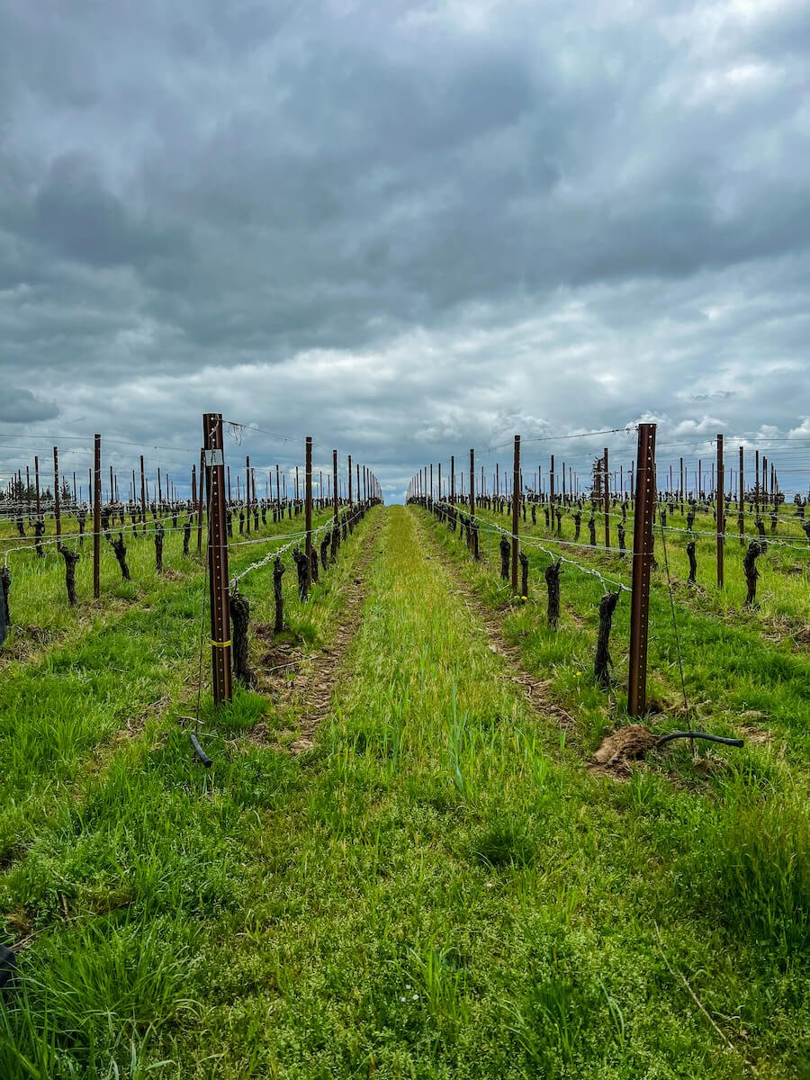 soter-vineyards.jpg