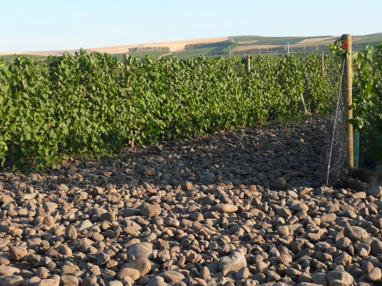 Friday Night Tasting: Reynvaan Family Vineyards 🍷

@reynvaanwine started in 2004 with Mike and Gale Reynvaan and their son Matt, who&rsquo;s been making the wine ever since. They grow everything themselves across two estate vineyards. One, In the Ro