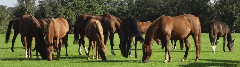 Constancia Warmbloods -- All Born and Bred on Astrid's Oil