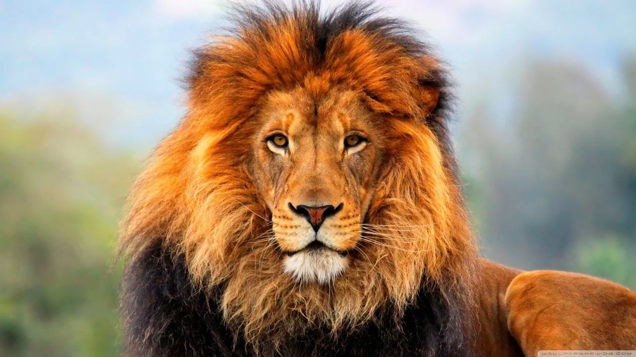 Lion.jpg
