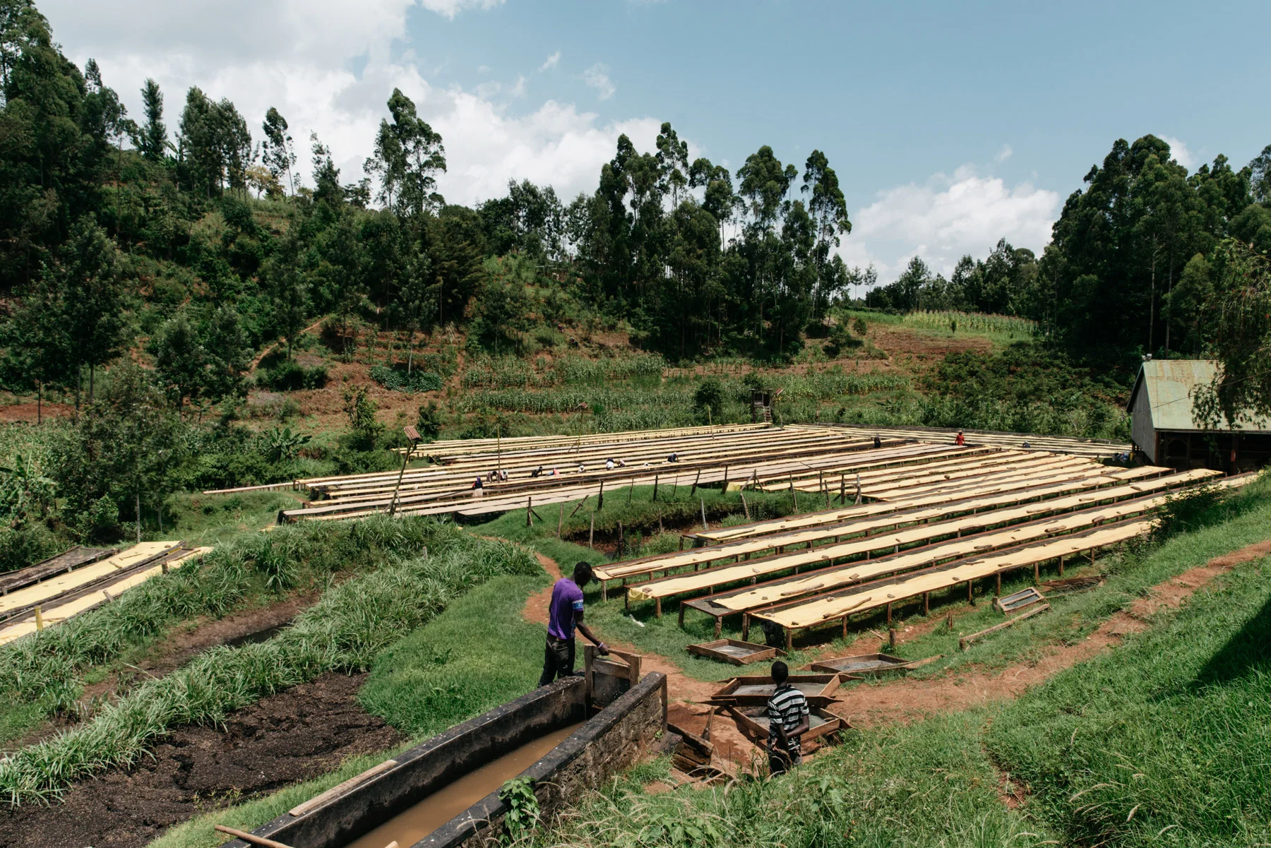 COFFEE-ETHIOPIA-KENYA-DACOSTA-98.jpg
