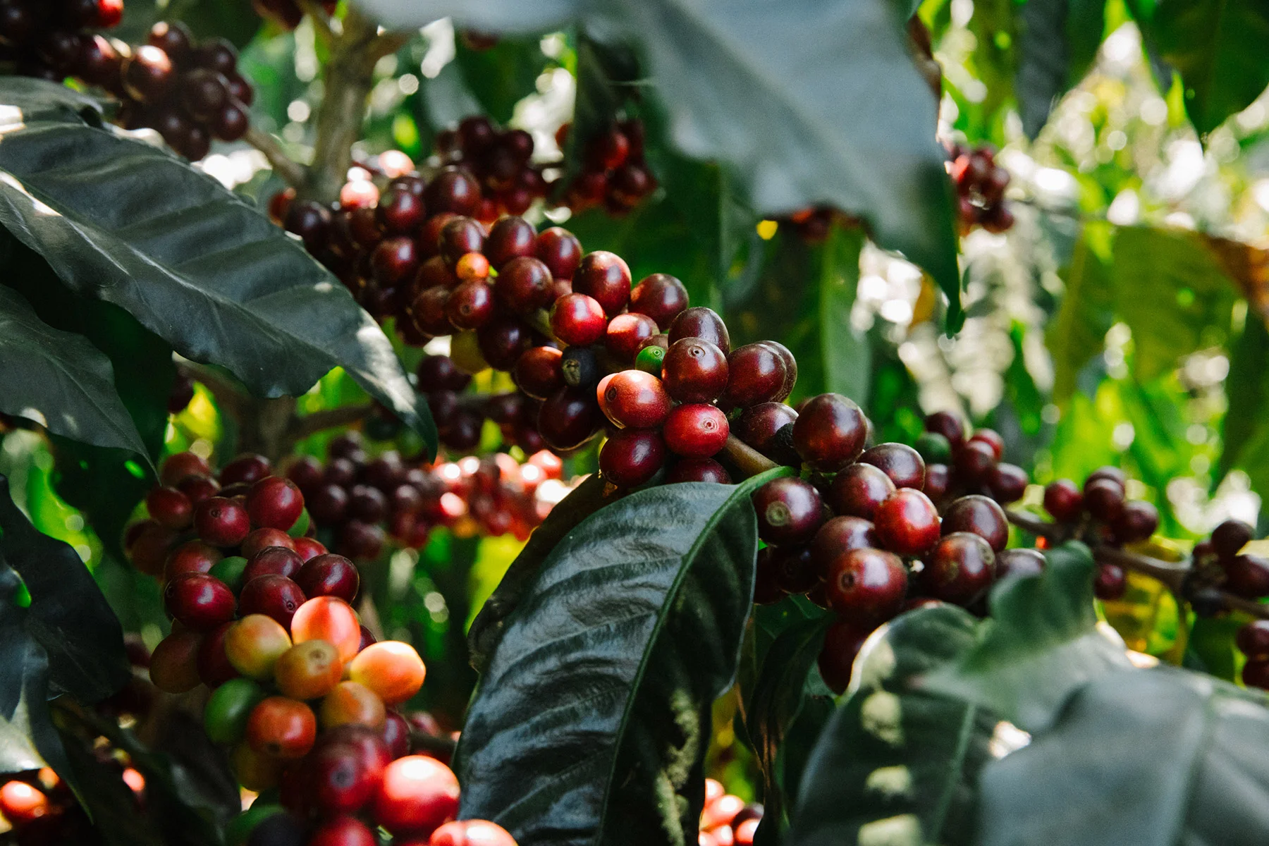 COFFEE_PICKING_DACOSTA-1.jpg