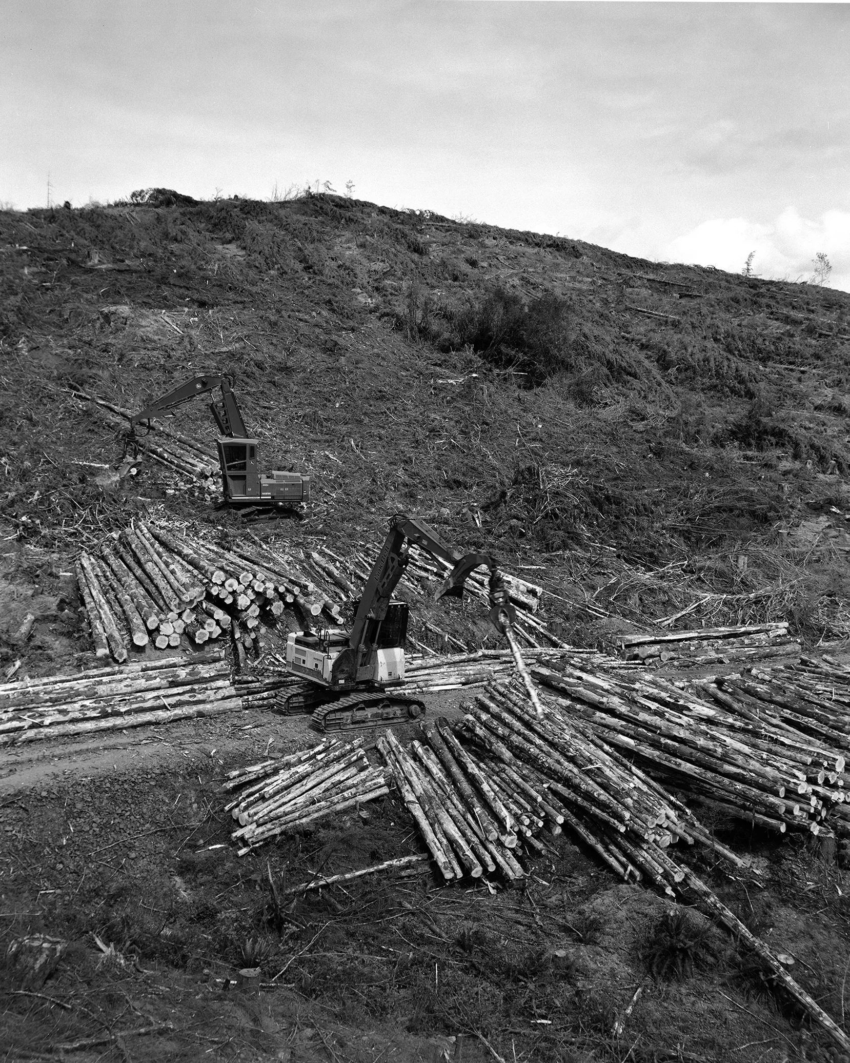 LOGGING_DACOSTA_1.jpg