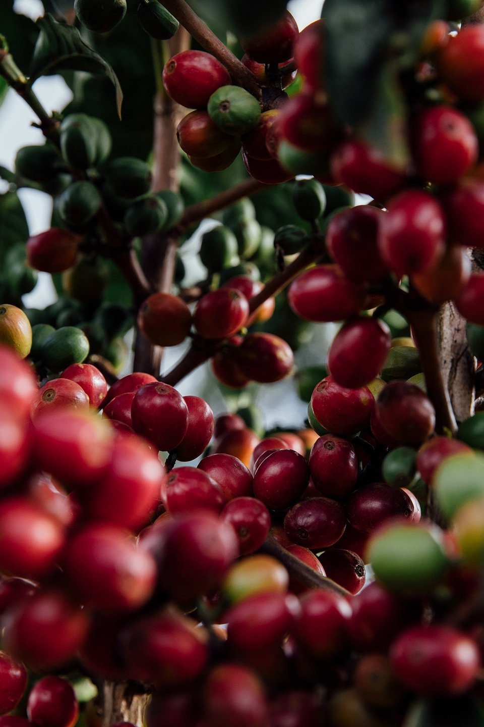 COFFEE_ORIGIN_DACOSTA-4.jpg
