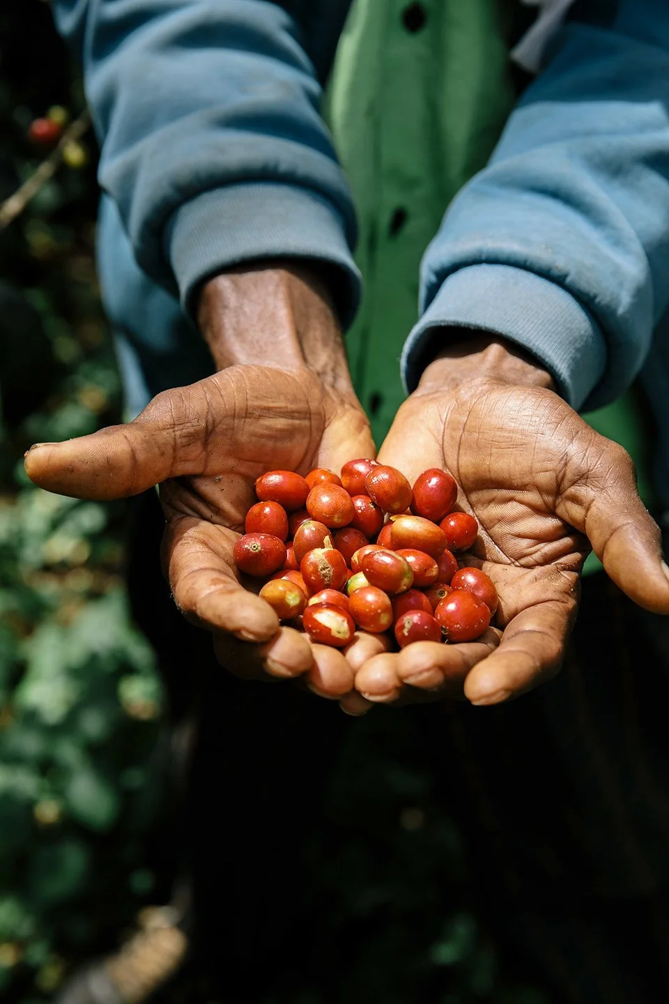 COFFEE_ORIGIN_DACOSTA-5.jpg