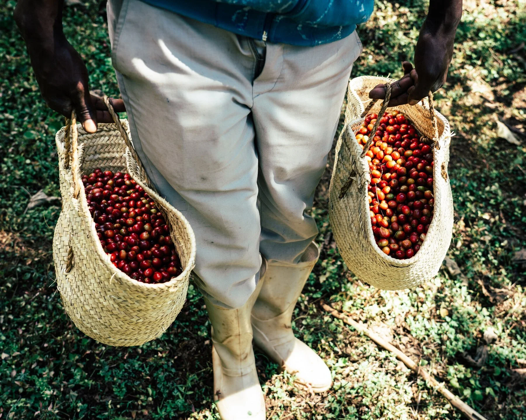 COFFEE_ORIGIN_DACOSTA-12.jpg