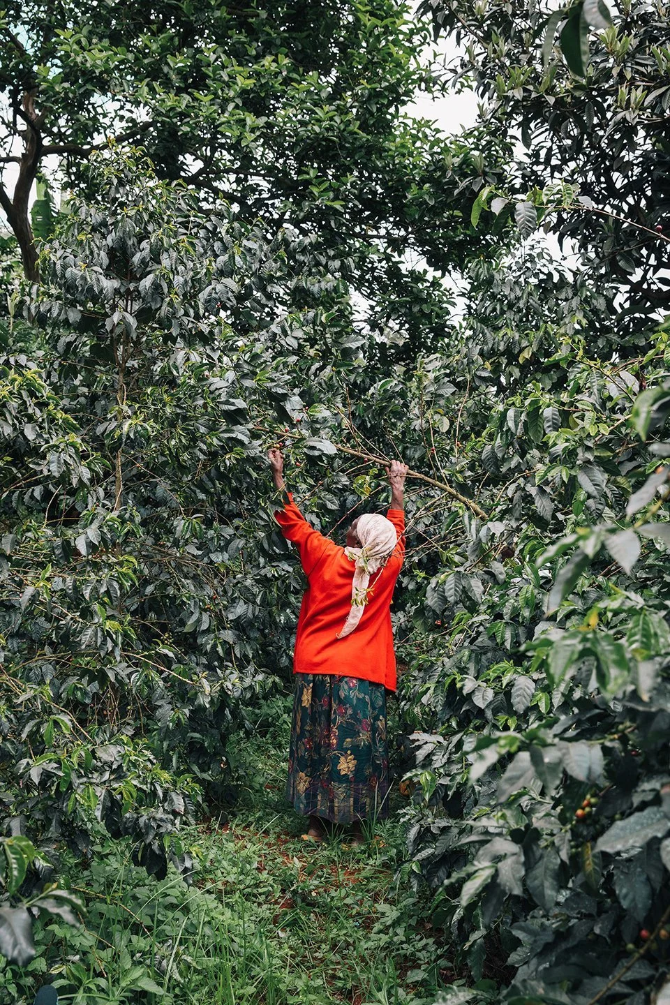 COFFEE_ORIGIN_DACOSTA-17.jpg