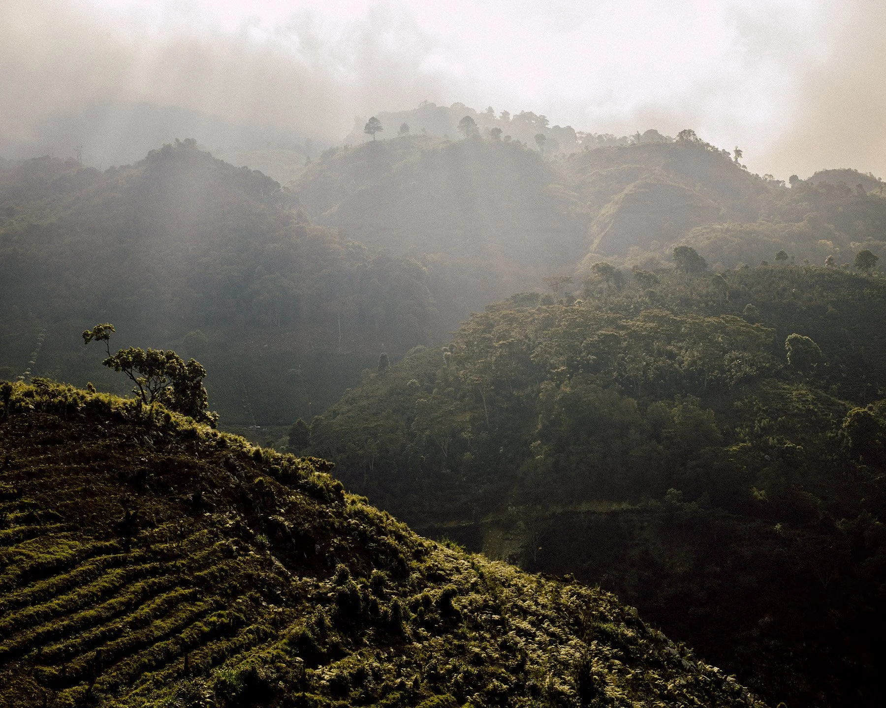COFFEE_ORIGIN_DACOSTA-21.jpg