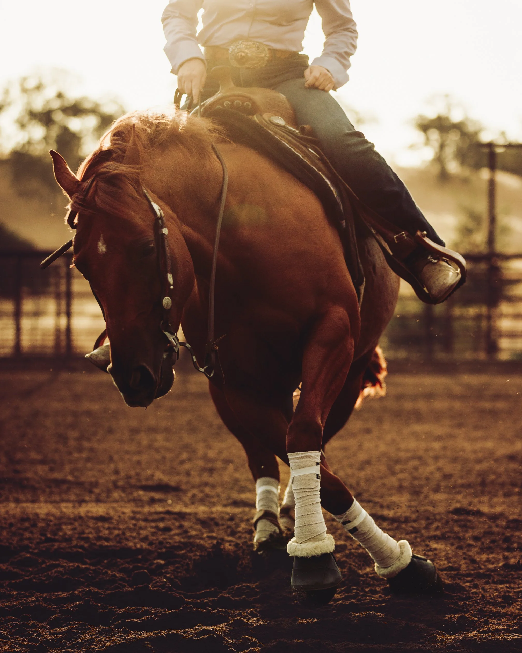 HORSE_REINING_DACOSTA-1.jpg