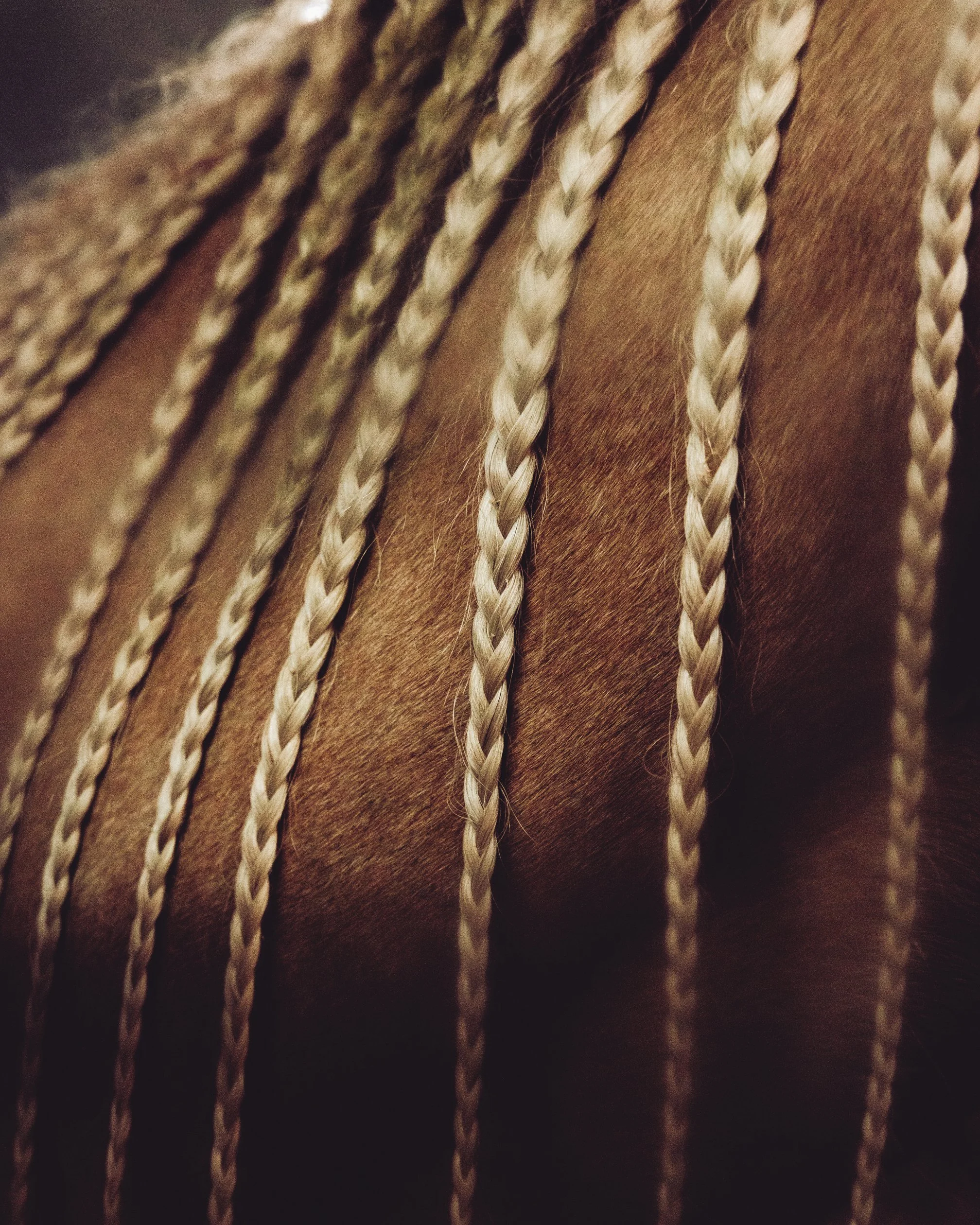 HORSE_REINING_DACOSTA-5.jpg