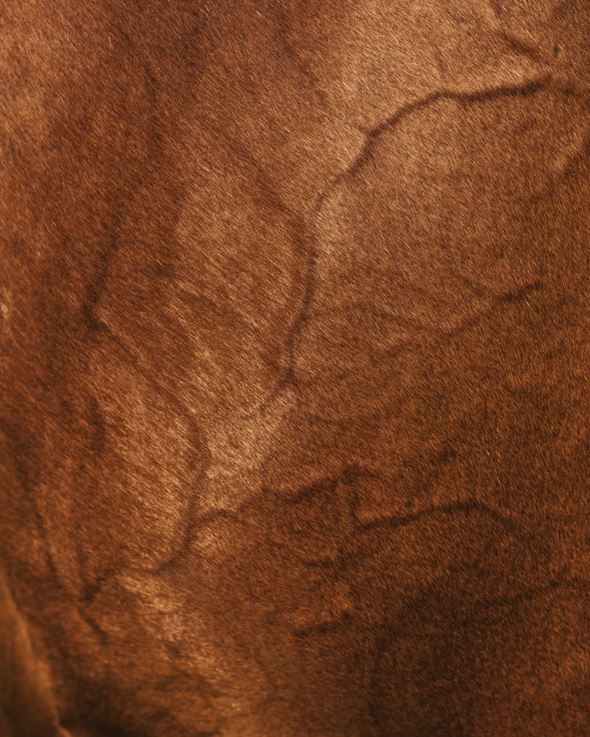 HORSE_REINING_DACOSTA-8.jpg