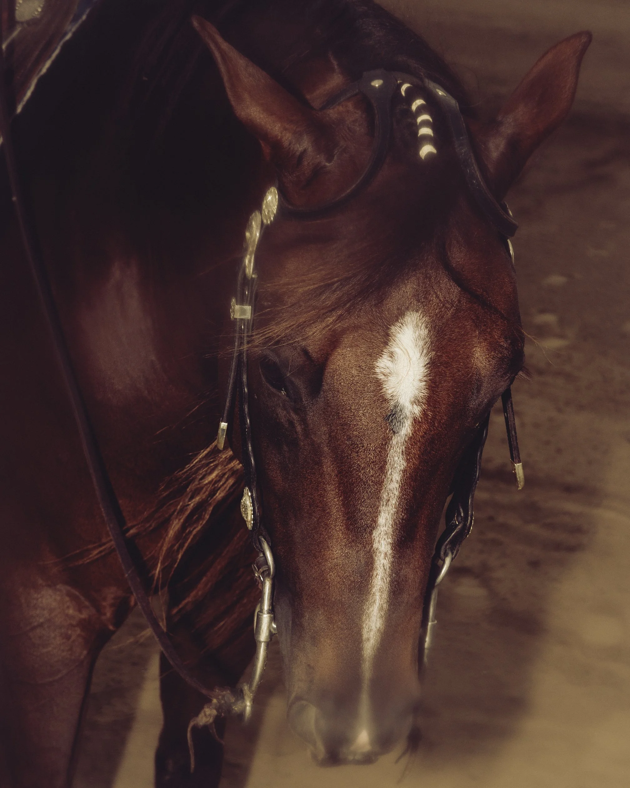 HORSE_REINING_DACOSTA-10.jpg