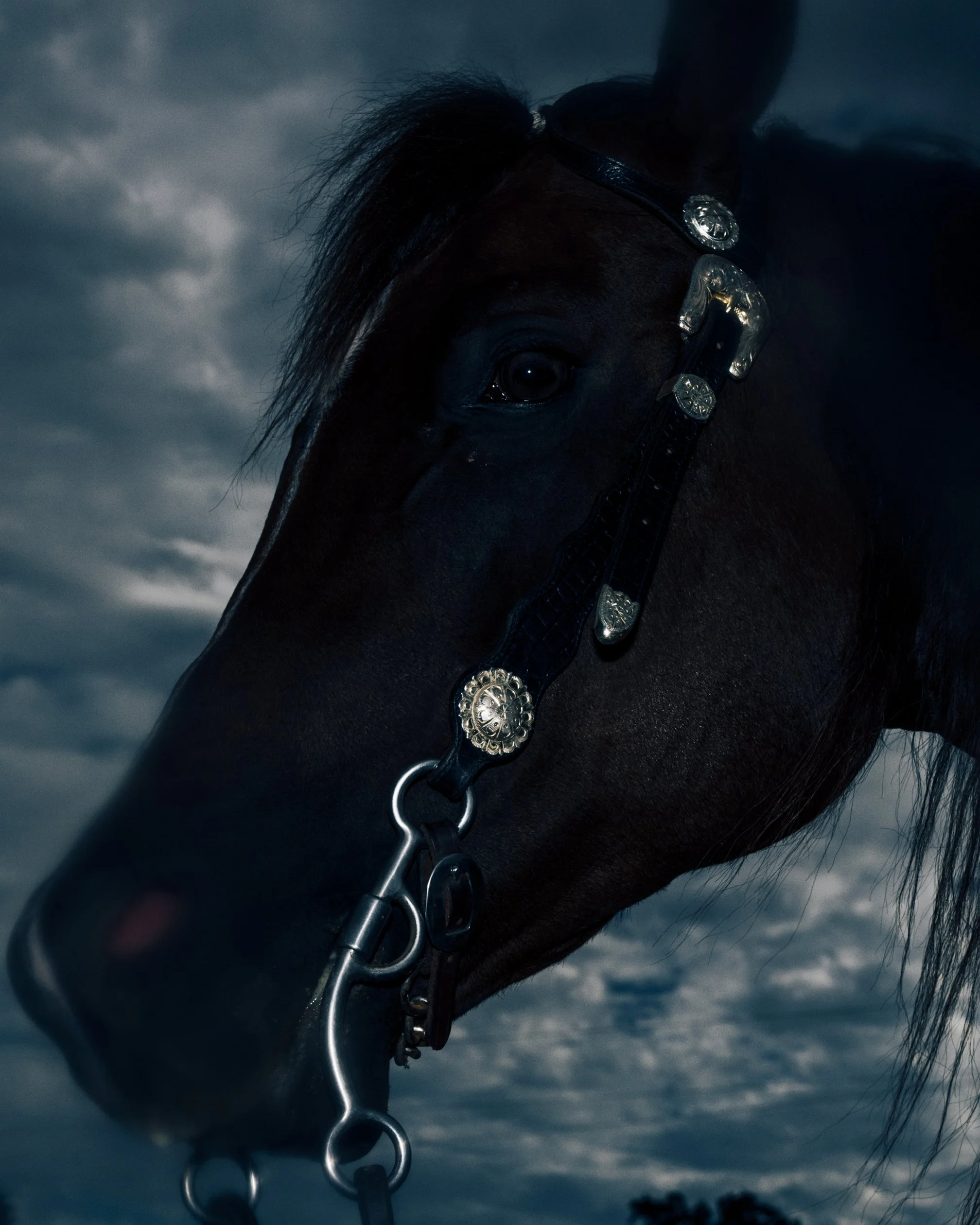 HORSE_REINING_DACOSTA-13.jpg