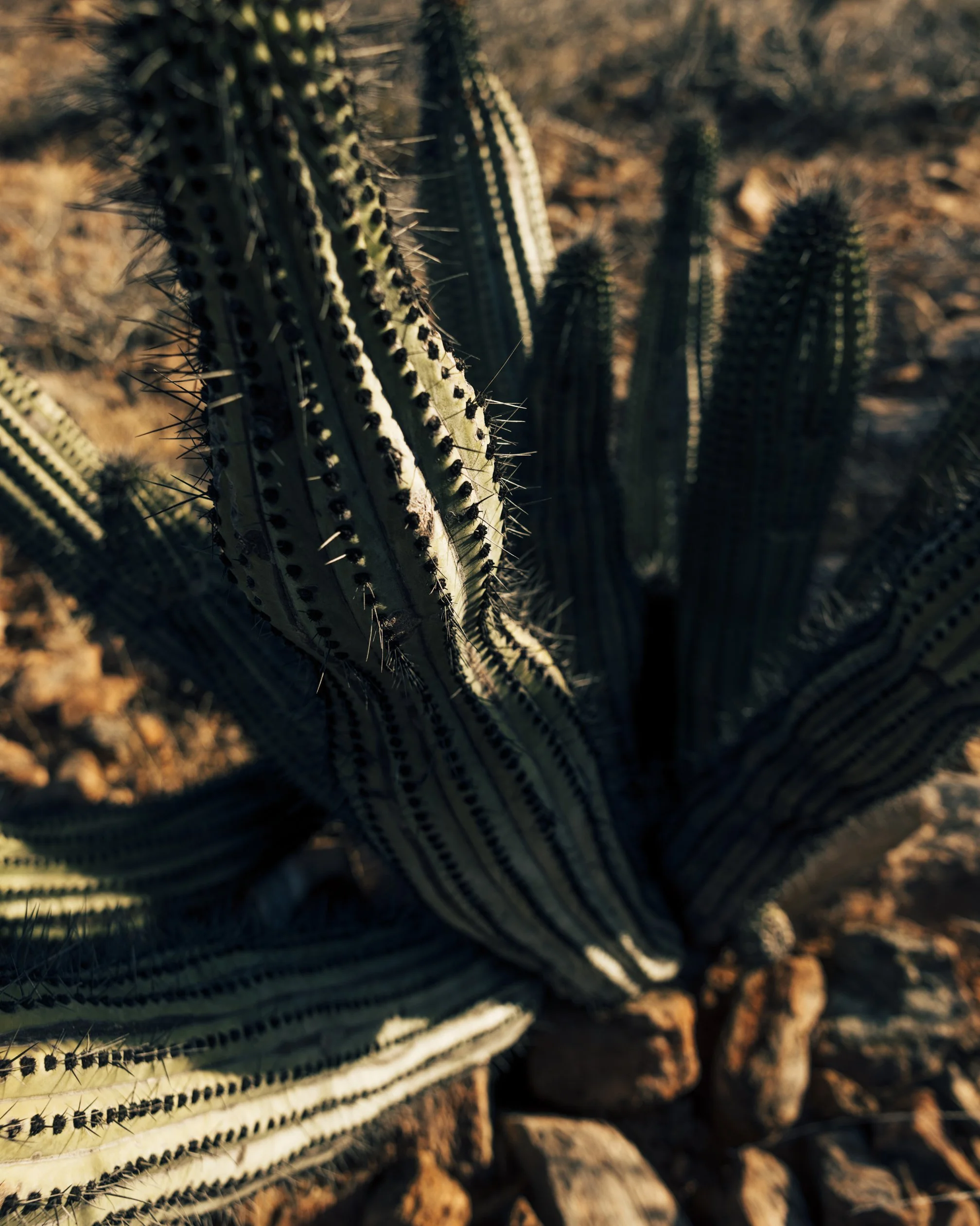 SPCLST_BAJA_RUNNING-30.jpg