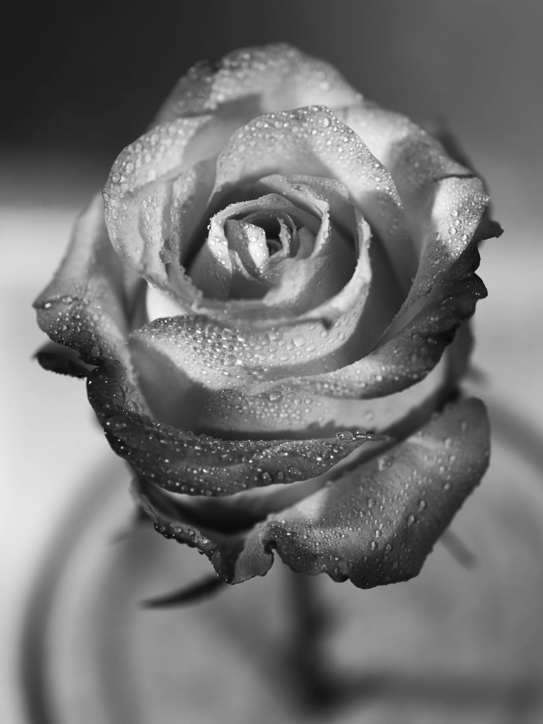Rose_0331 B&W.jpg