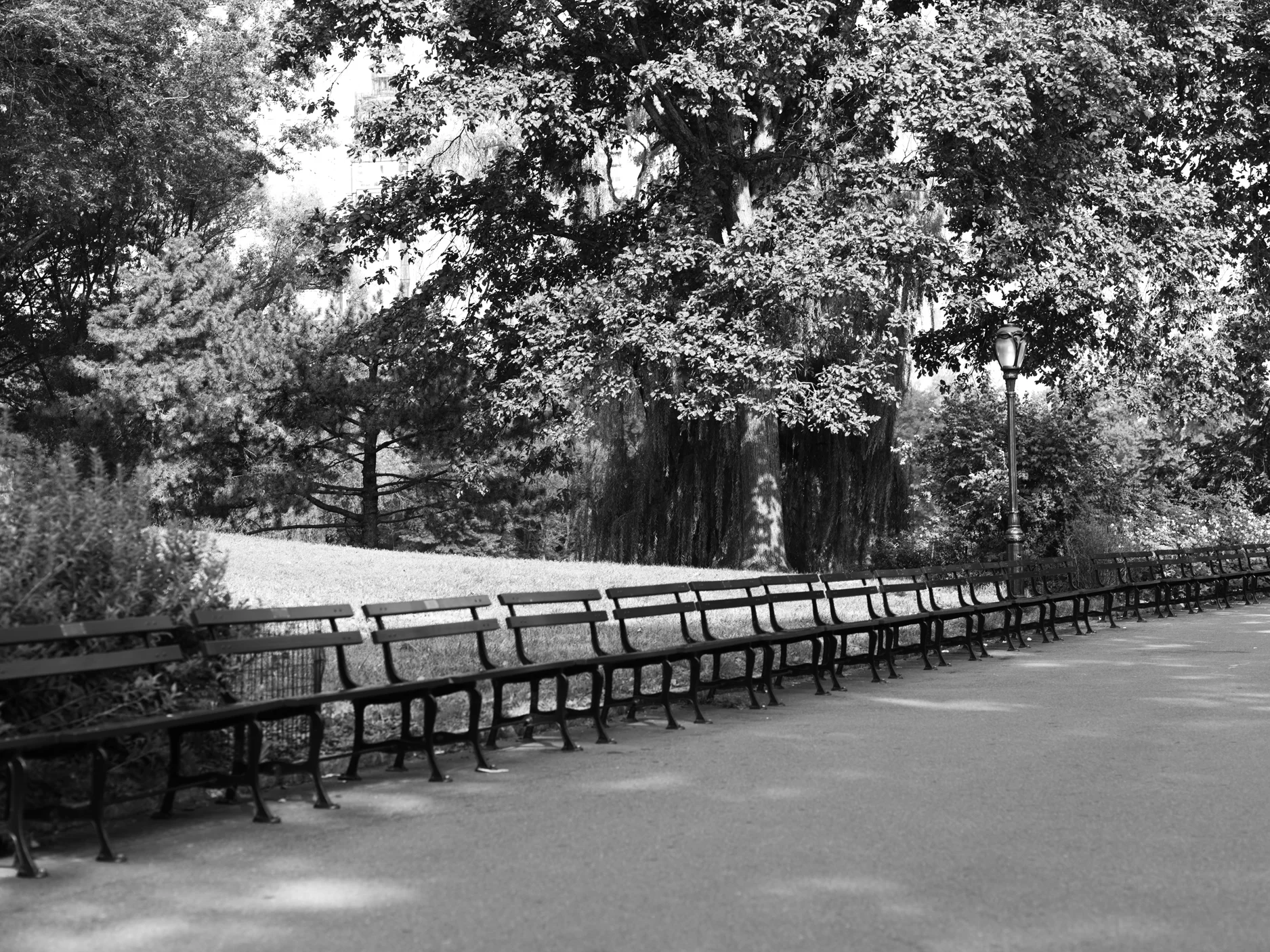 Central Park.jpg