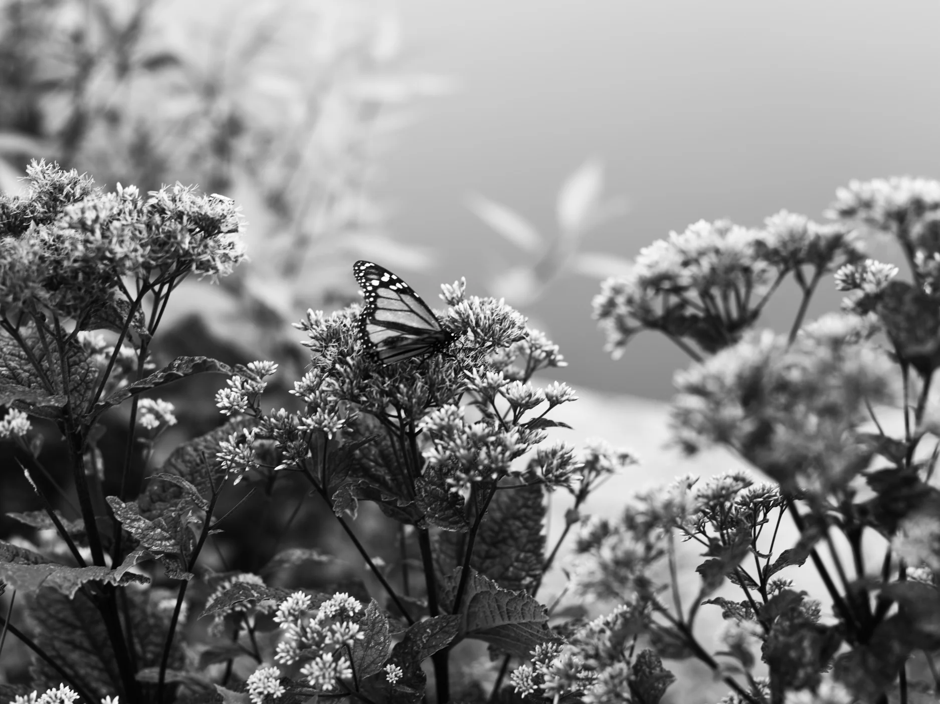 Butterfly.jpg