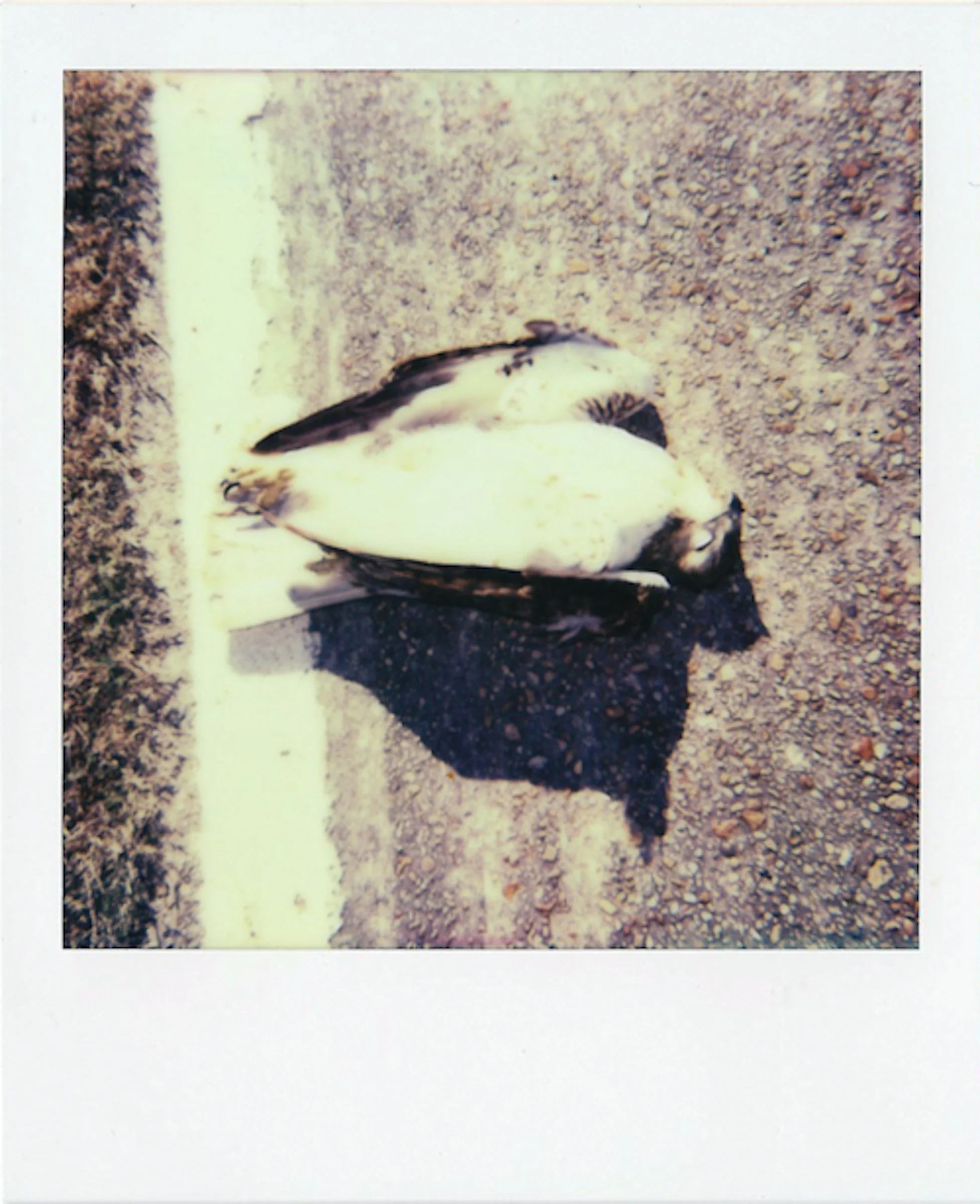 Polaroids-21.jpg