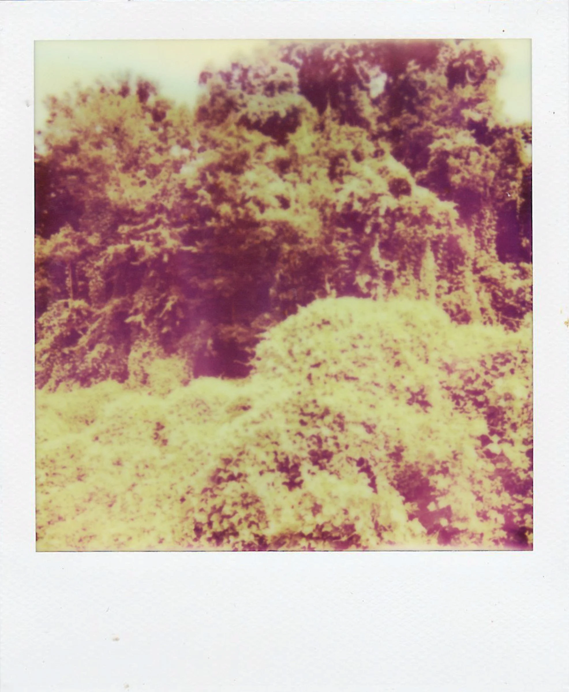 Polaroids-4.jpg