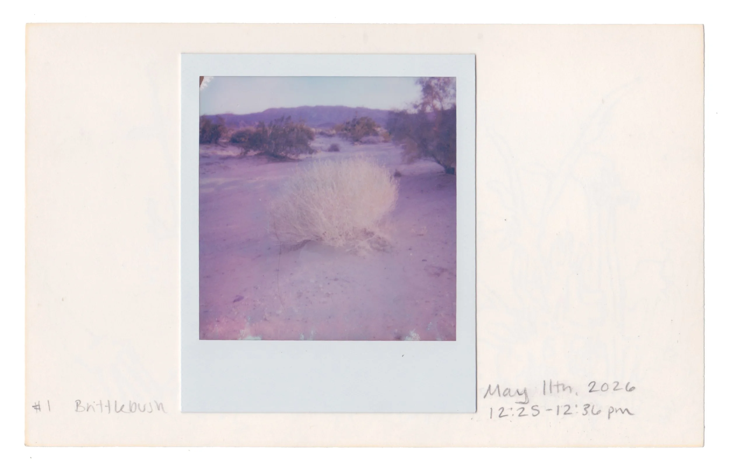 1_BrittlebushPhoto.jpg