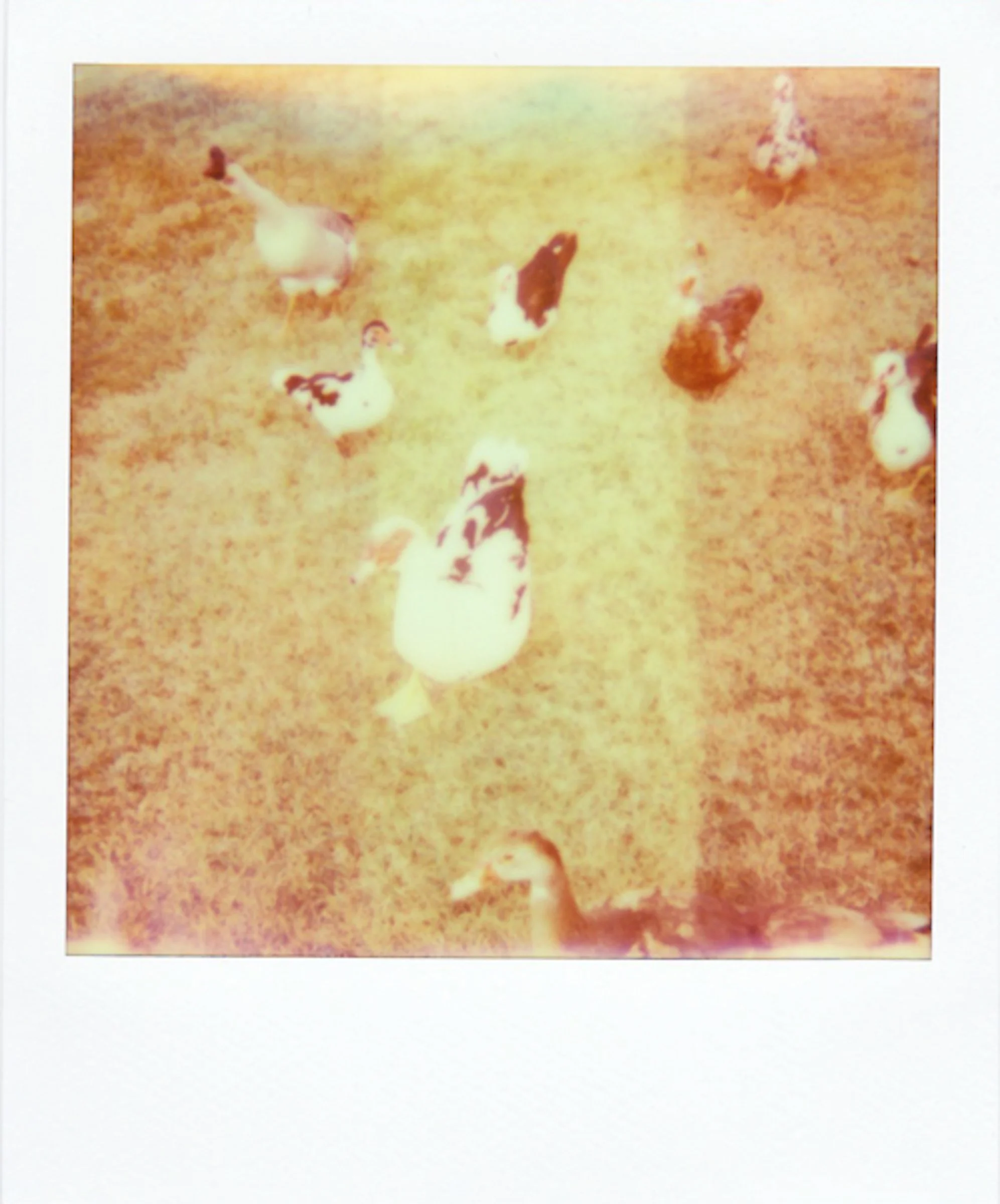 Polaroids-28.jpg